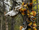 Skull Tree