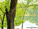 Tree over the Pond