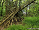 Tree Shelter