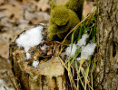 Moss Squirel