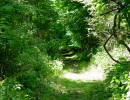 Wooded path