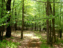 Pathway Through the Woods