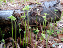 Fiddleheads