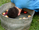 Bobbing for Apples