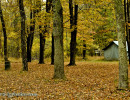 Woods and Tent