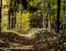 Forest Path