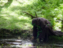 Elm with Mud