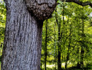 The Black Walnut Tree