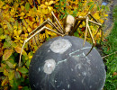 Spider Sculpture